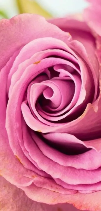 Close-up of a vivid pink rose blossom.