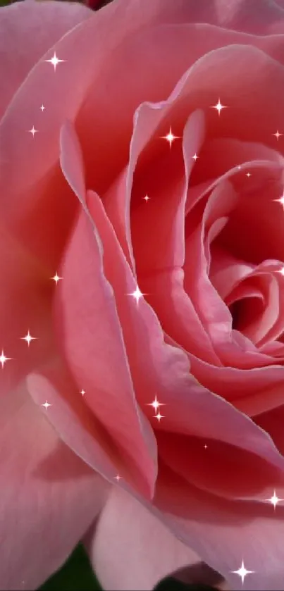 Close-up view of a beautiful pink rose in full bloom.