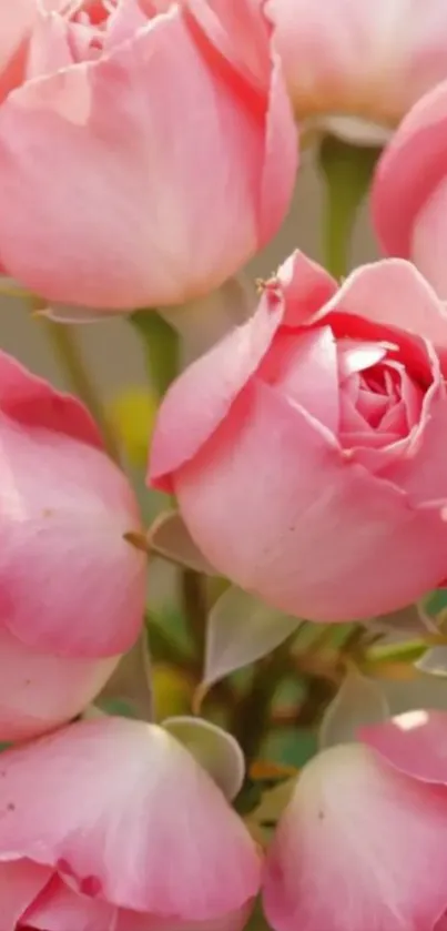 Close-up of blooming pink roses with soft petals.