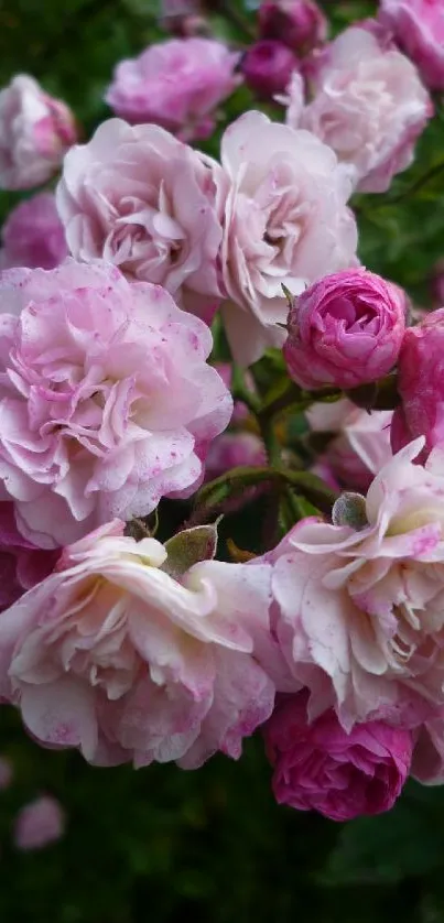 Close-up of beautiful pink roses in bloom.