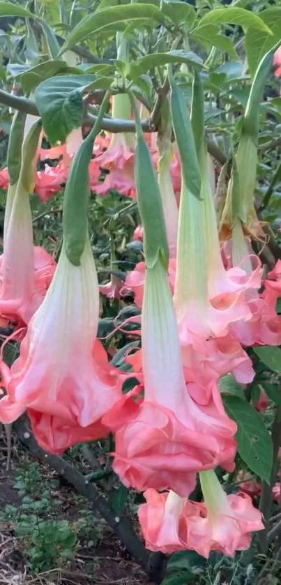 Pink trumpet-shaped flowers with green leaves.