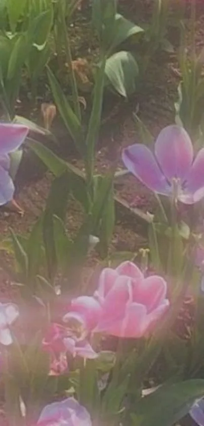 Pink tulips in a garden with sunlight.