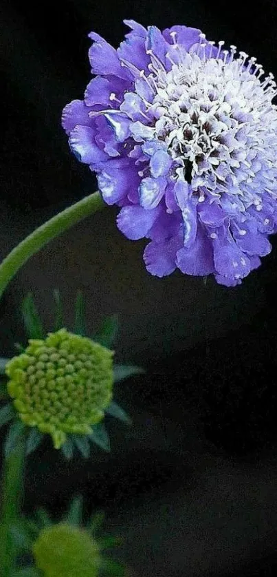 Purple flower in bloom with a serene dark background.