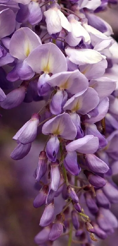 Cascading purple flowers wallpaper for mobile.