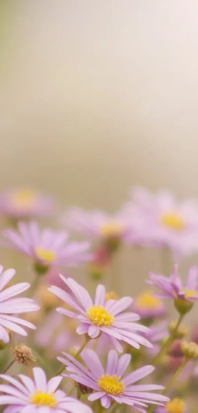 Elegant lavender flowers in soft focus