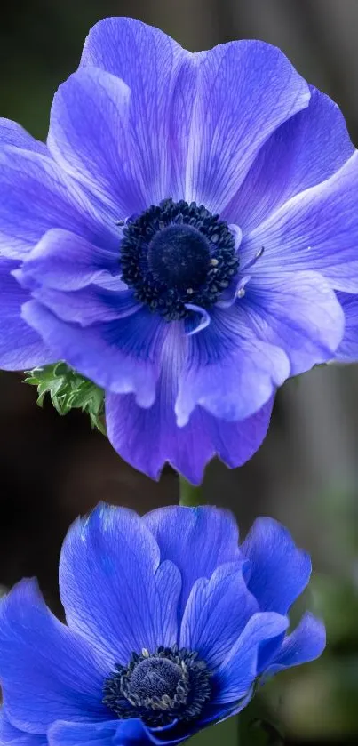 Close-up of vibrant purple flowers in bloom.