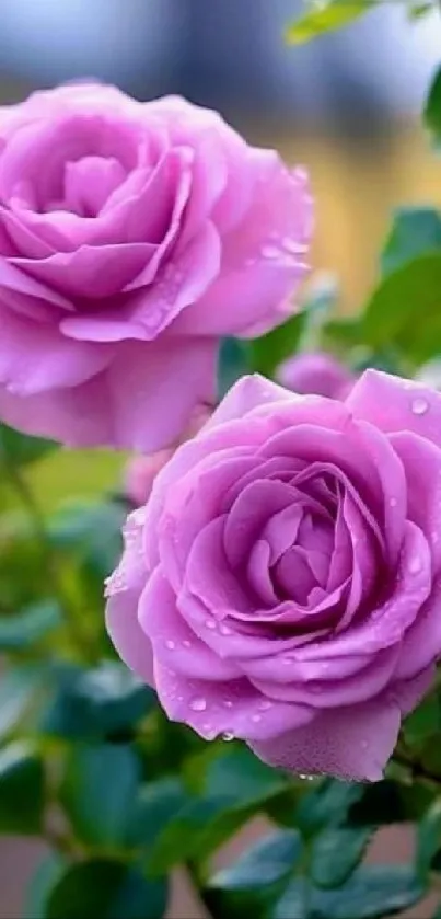 Mobile wallpaper with vibrant purple roses and green leaves.