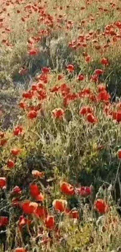 Lush poppy field with red flowers and green grass under sunlight.