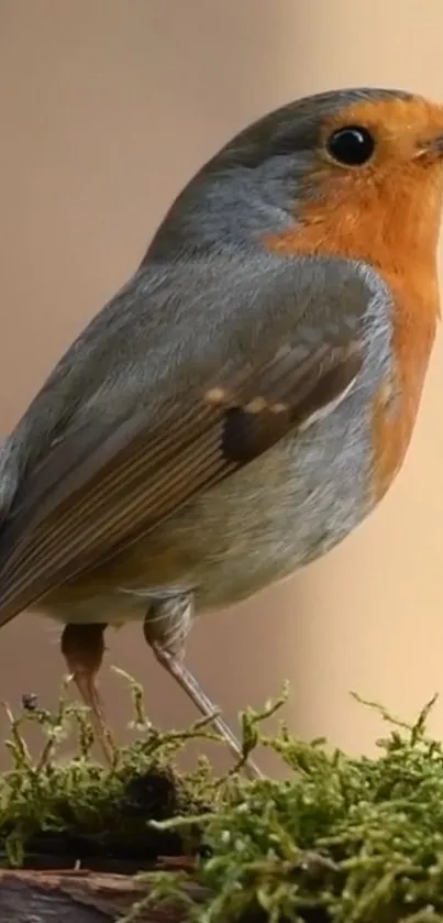 Robin perched on vibrant green moss.