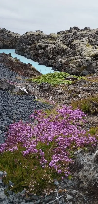 Vibrant pink wildflower with rocky landscape and serene water.