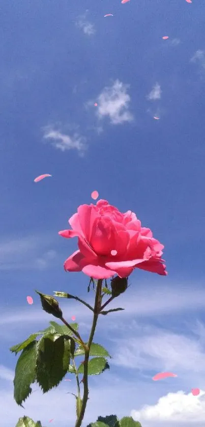 Pink rose under a bright blue sky backdrop.