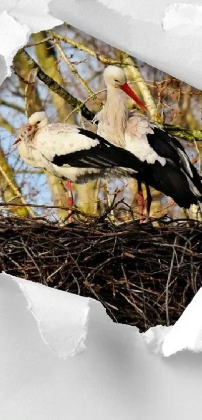 Two storks resting in a nest with a torn paper effect on a white background.