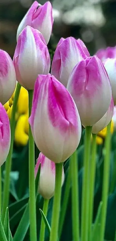 Pink and white tulips in garden wallpaper.