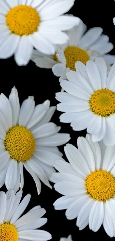 Mobile wallpaper with white daisies on black background.