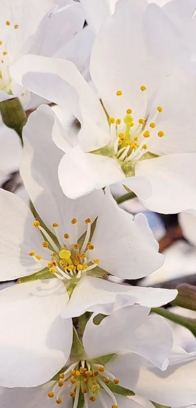 Beautiful white flowers with yellow centers.