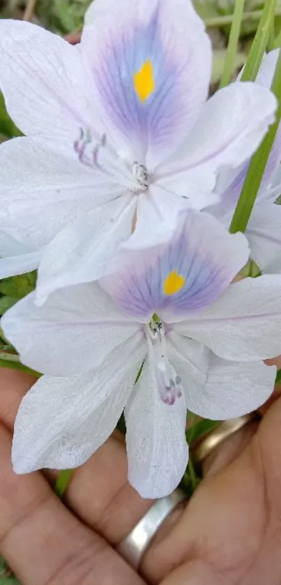 Close-up of a white flower with delicate petals in hand.