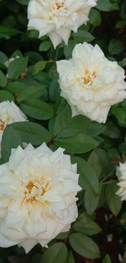 White roses with green leaves mobile wallpaper.