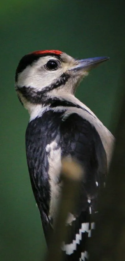 Close-up of a woodpecker in a forest setting.