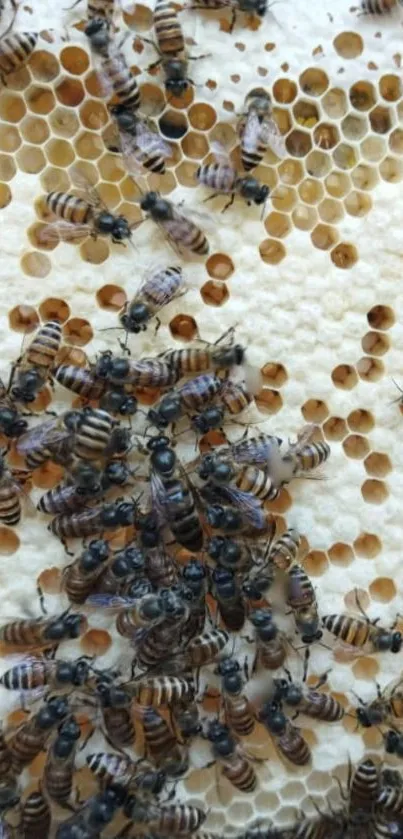 Close-up view of bees on a honeycomb in a hive.