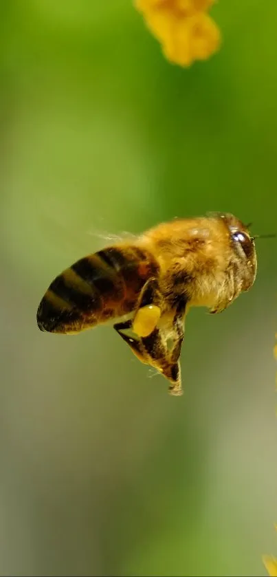 A bee hovers next to a bright yellow flower against a green background.