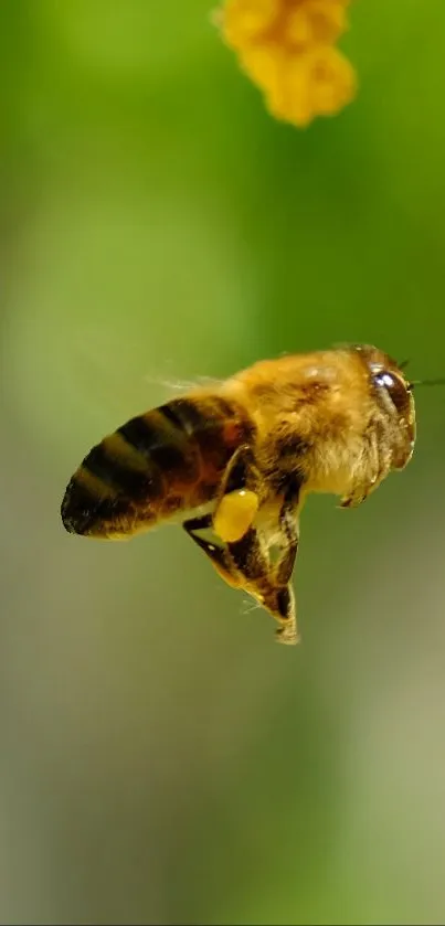 Bee in flight with vibrant green background and yellow flowers.