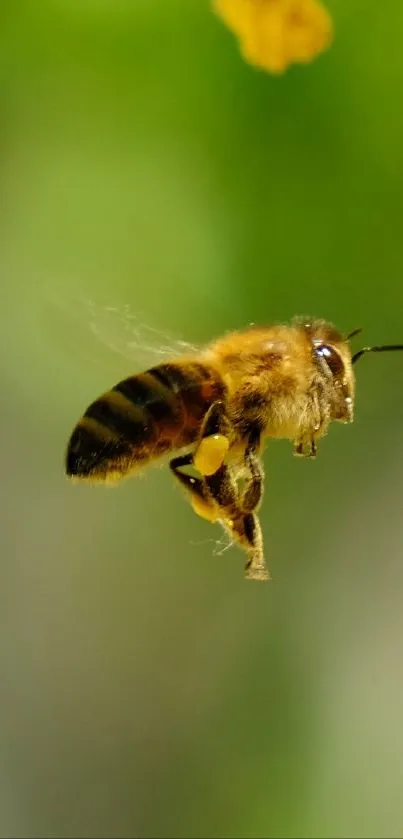 A bee in flight near yellow flowers.