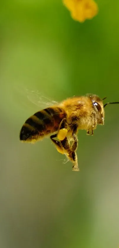 A bee in flight near yellow flowers with a green blurred background.