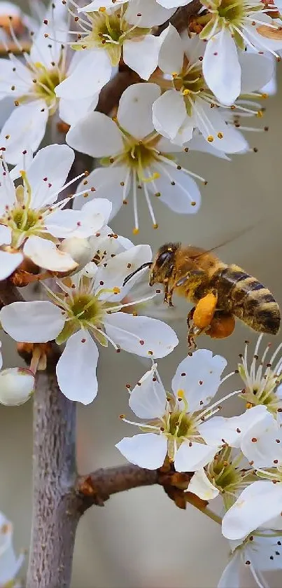 A vibrant bee collecting nectar from white blossoms on a mobile wallpaper.