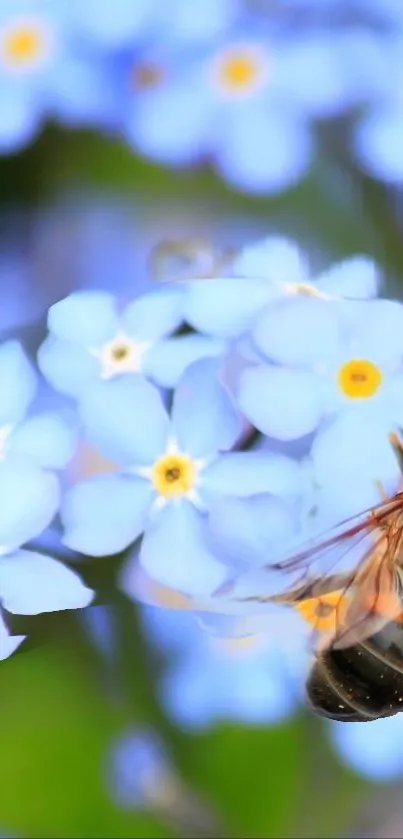 Close-up of a bee on vibrant blue flowers for mobile wallpaper.