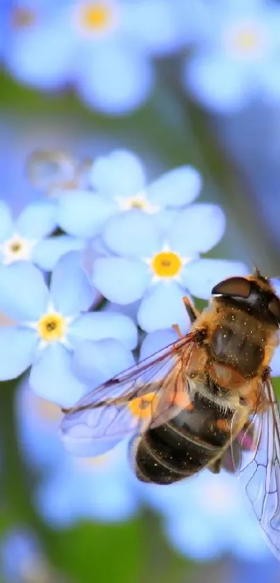 Blue flowers with a bee in nature wallpaper.