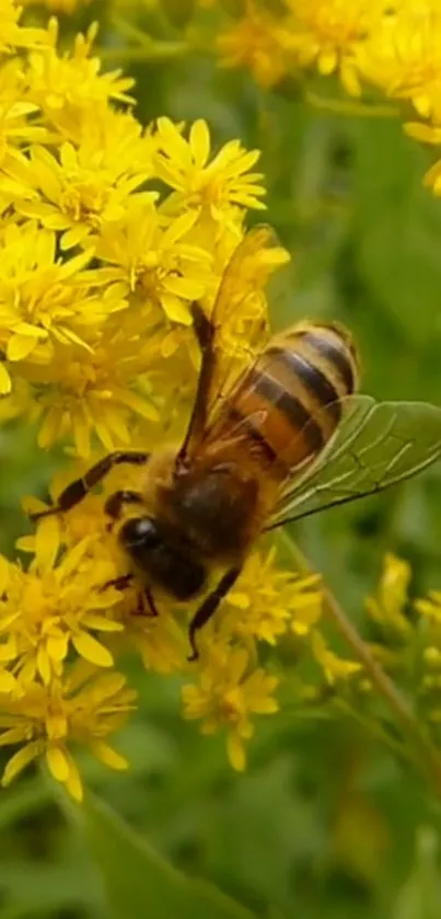 Bee pollinating yellow flowers with a green background.