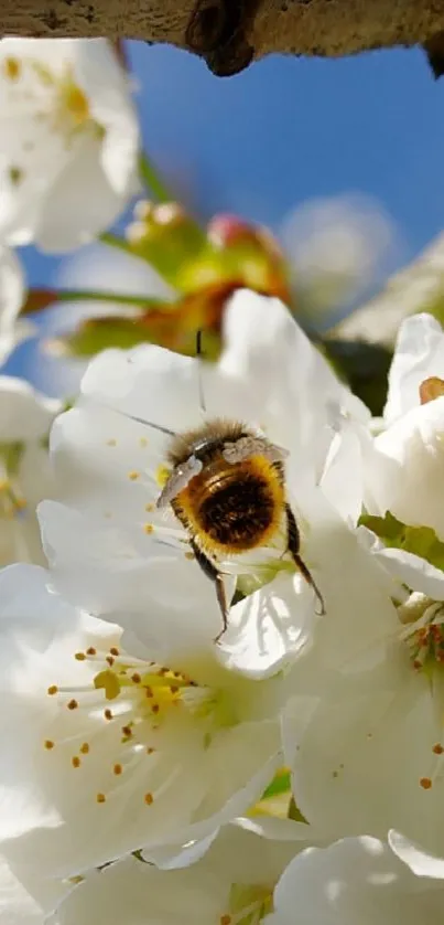 Bee resting on a cherry blossom under blue sky.