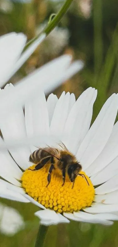 Close-up of a bee on a white daisy flower mobile wallpaper.