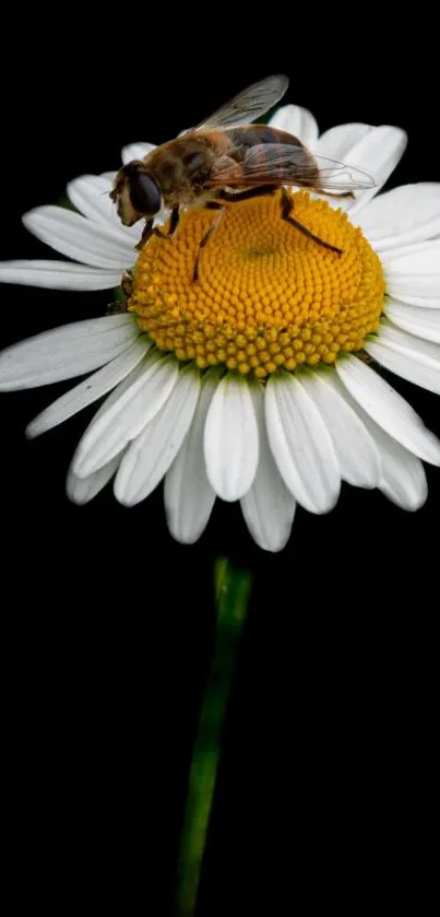 A close-up image of a bee perched on a daisy with a black background.