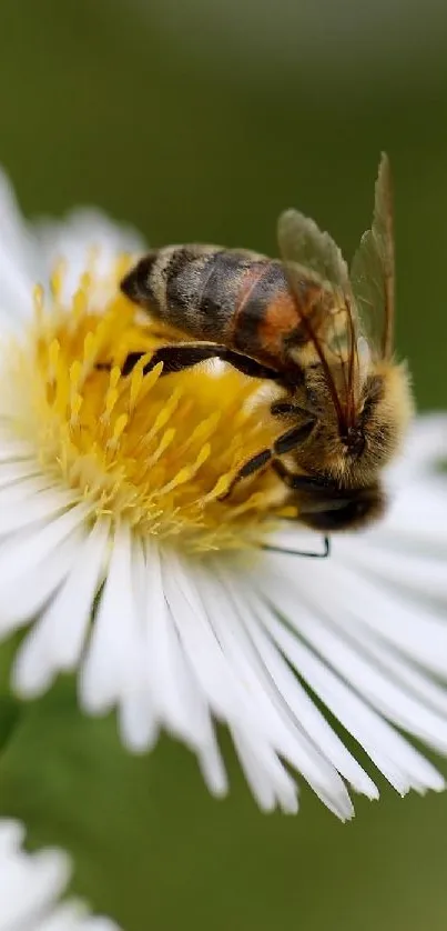 Close-up photo of a bee on a white daisy flower.