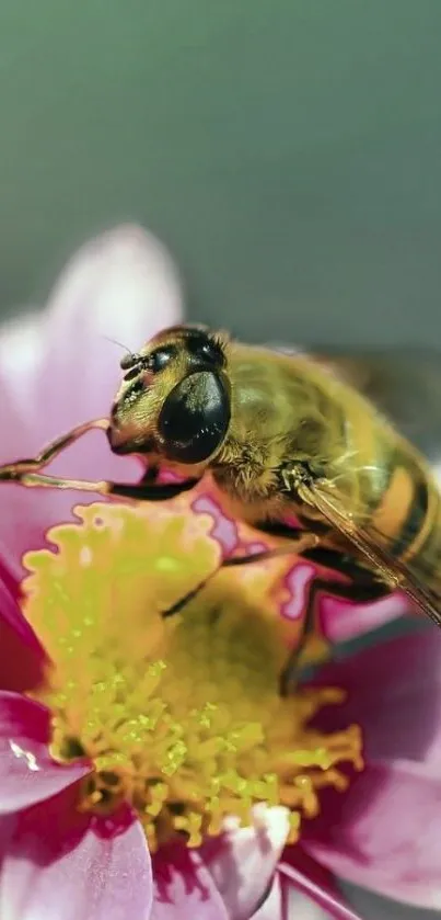 Close-up of a bee on a pink flower, vibrant nature wallpaper.