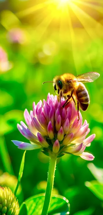 Bee on a vibrant flower with sunlight.