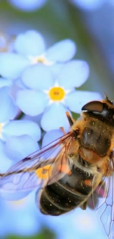 Bee resting on blue flowers with delicate details.