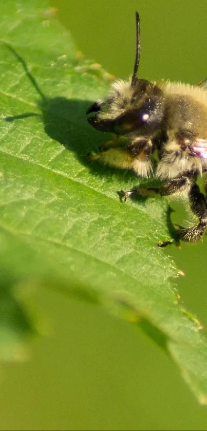Close-up of a bee perched on a green leaf.
