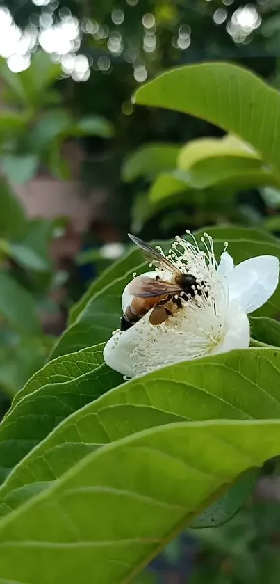 Bee pollinating a white flower among green leaves.