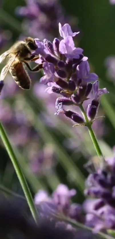 Bee resting on lavender flowers, tranquil nature scene.