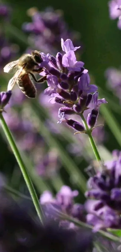 Bee on lavender flower with blurred green background.