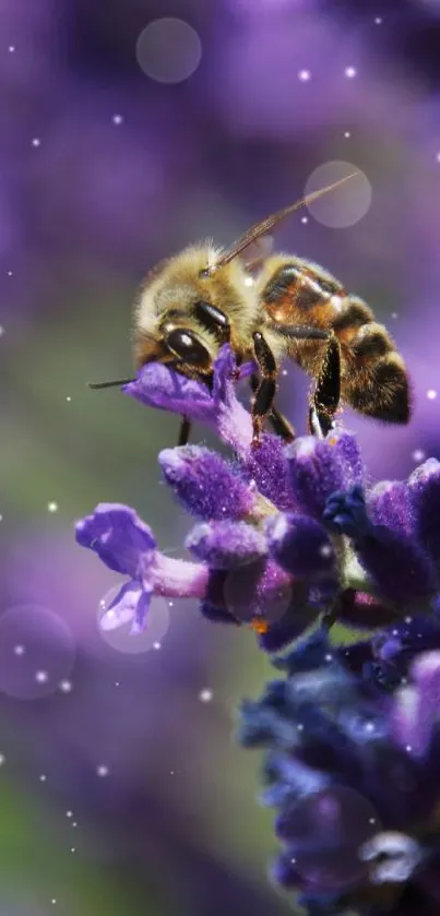 Bee perched on vibrant lavender flower, surrounded by purple hues.