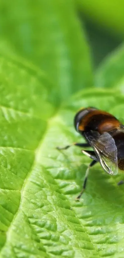 Bee rests on green leaf in nature wallpaper.