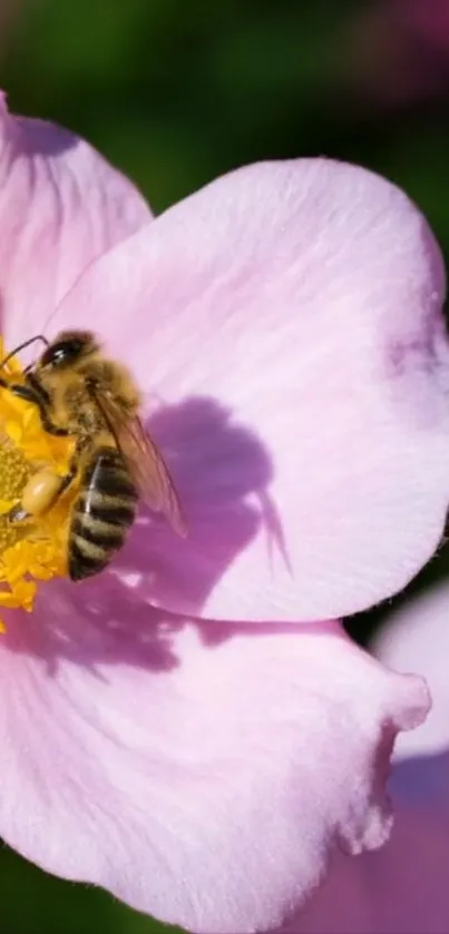 Bee resting on a pink flower in sunlight.