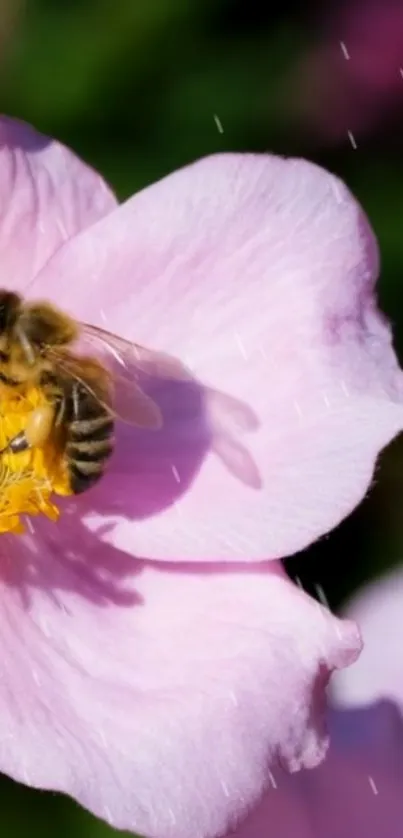 A bee collecting pollen on a pink flower in close-up view.