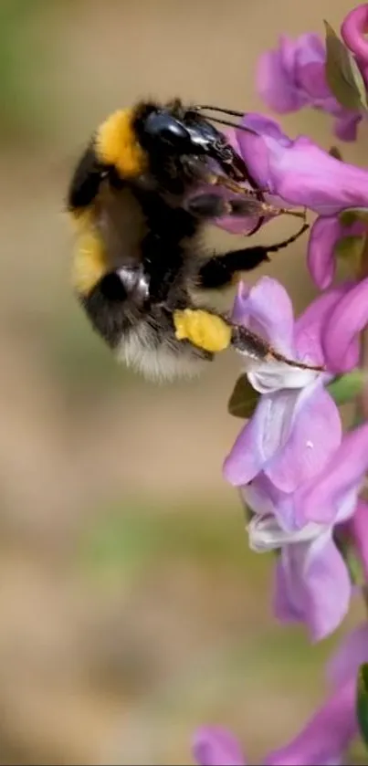 Close-up of a bee pollinating a pink flower.