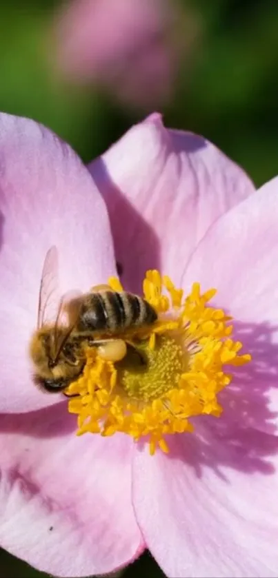 Bee resting on a pink flower with yellow center in close-up view.