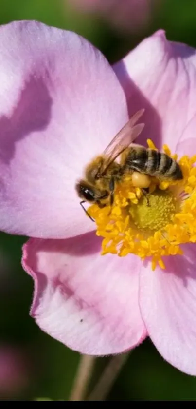 Close-up of a bee pollinating a vibrant pink flower.