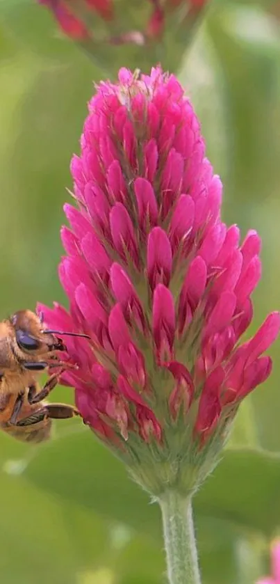 Bee perched on a pink flowering clover against a green background.